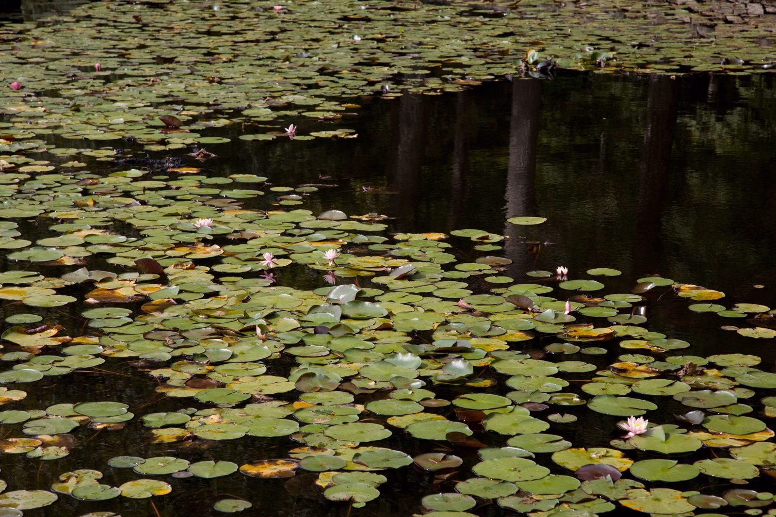 Water lilies covering a shaded woodland pond